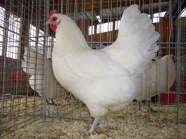 Austarlorps wei&szlig;